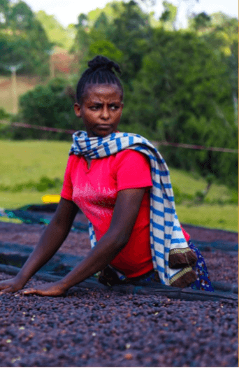 Image of Ethiopia Hamasho Peaberry