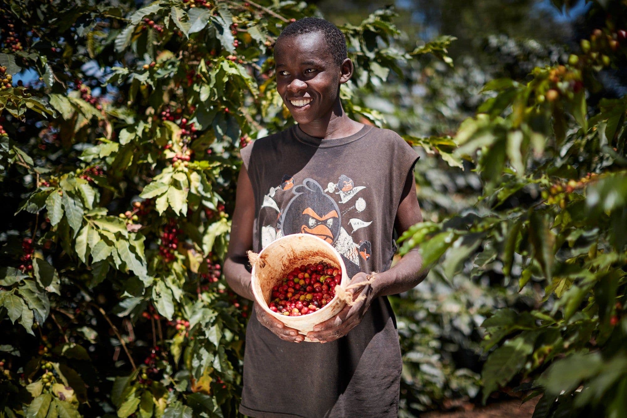 Image of Kenya Thiririka Ndundu AA