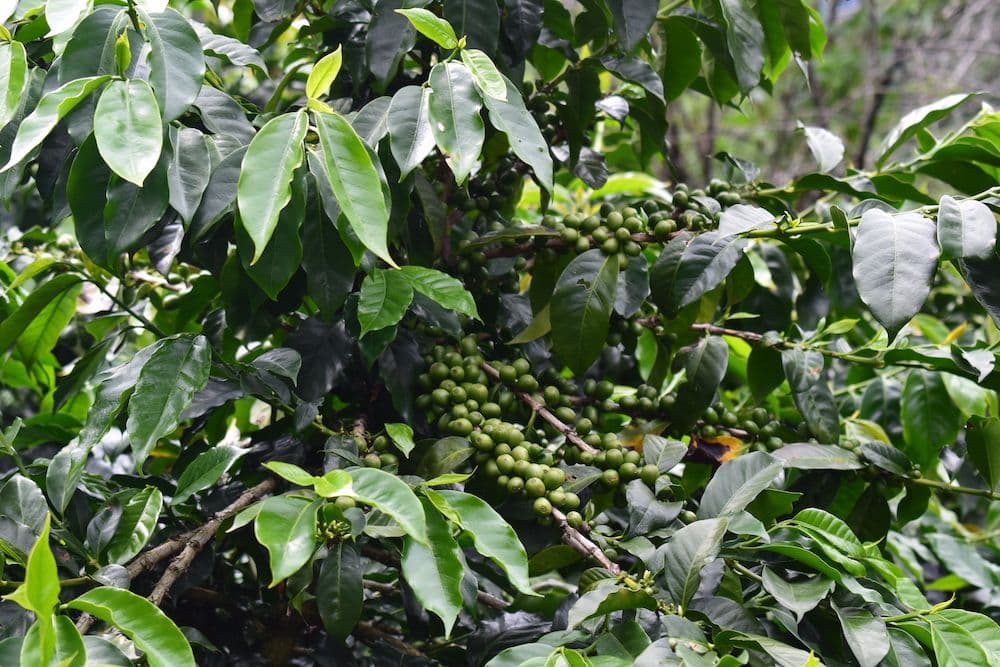 Image of Nicaragua La Roca & Guatemala Los Volcanes