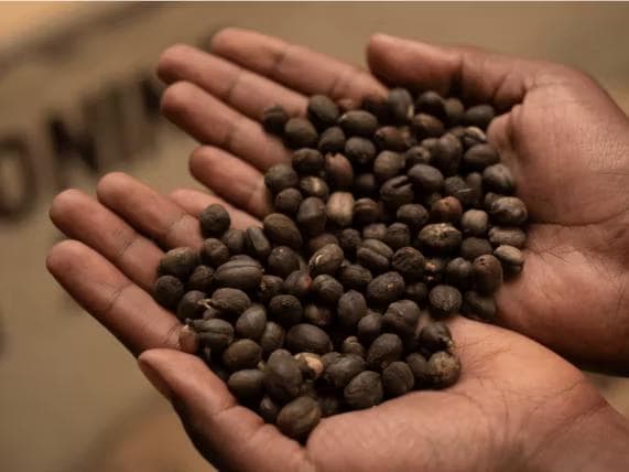 Image of Rarity Kenya Endebess Estate