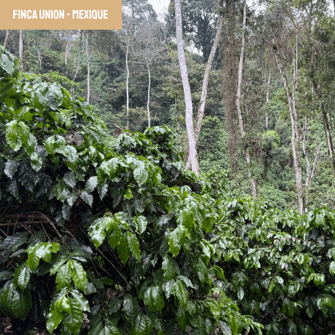 Image of Finca Union Mexico