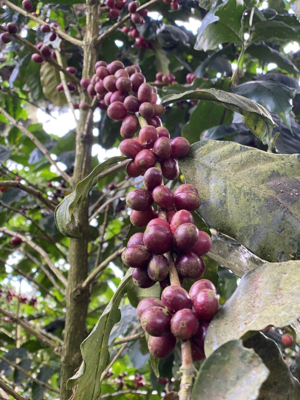 Image of El Salvador El Gobiado Rainbow Bourbon Anaerobic Natural