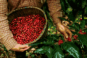 Image of Colombia Huila Aguazul Pink Bourbon