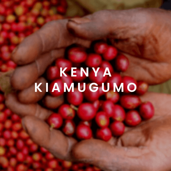 Image of Kenya Kiamugumo PB