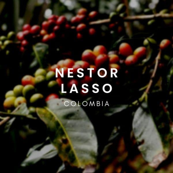 Image of Vivina Competition Series- Colombia Nestor Lasso