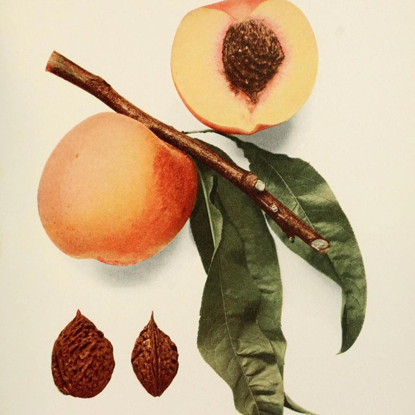 Image of Ethiopia Shibru Dube Natural