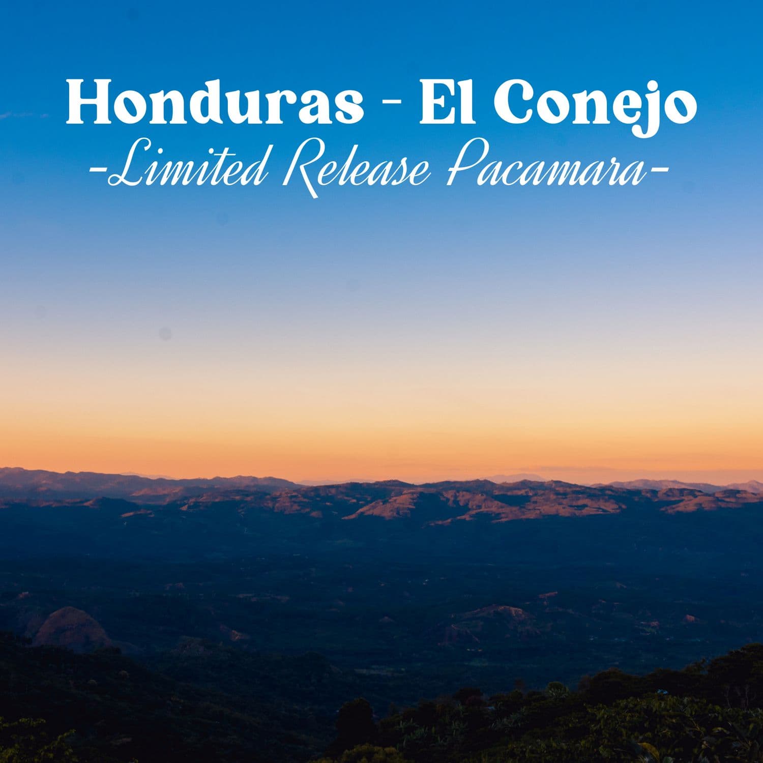 Image of Honduras - El Conejo - Pacamara *Limited Release*