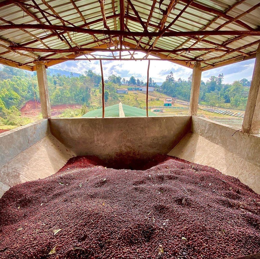 Image of Ethiopia - Hamasho Peaberry