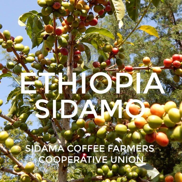 Image of Ethiopia Sidamo Nura Korate