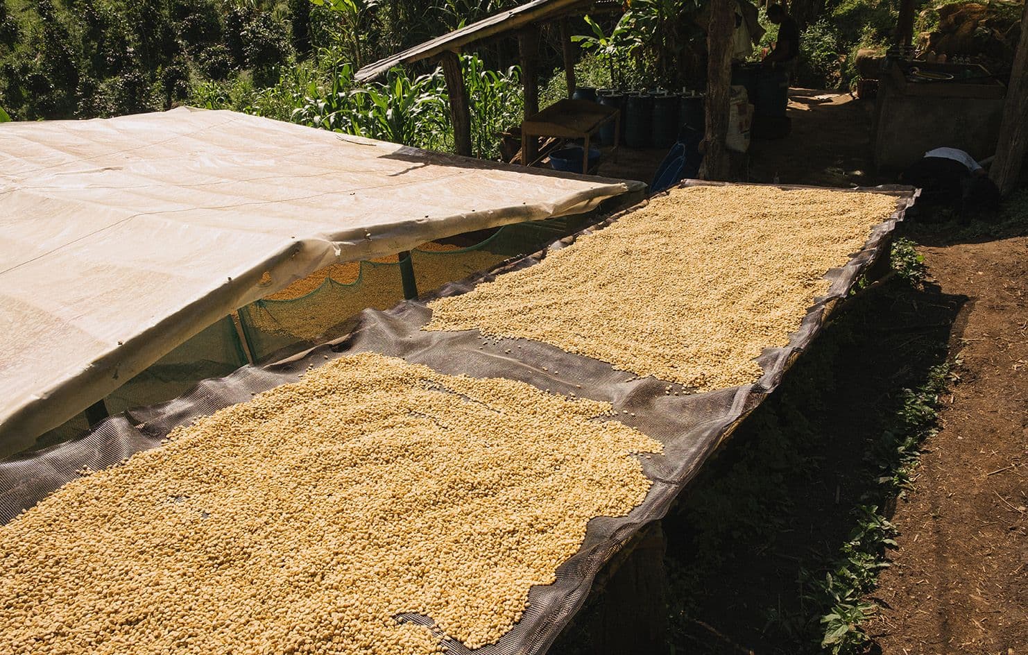 Image of Finca El Morito