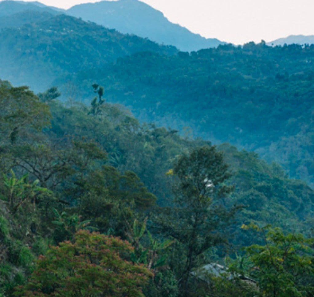 Image of Tzun Witz - Sebastiana Ramirez Lopez - Washed Caturra