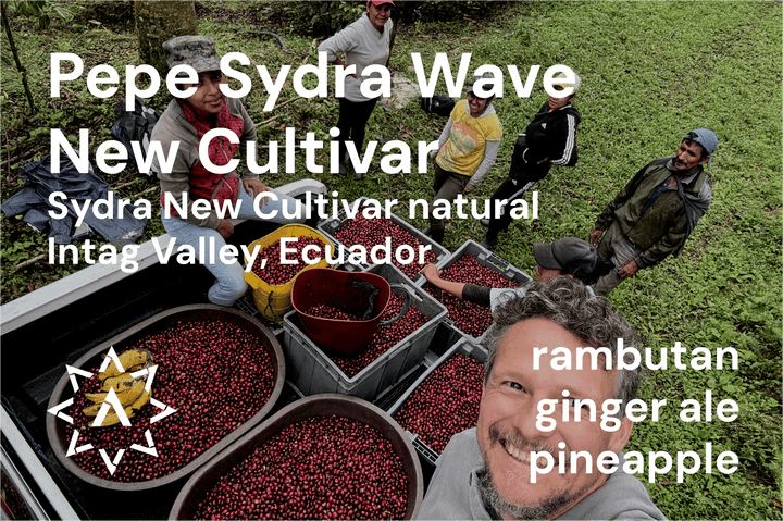 Image of Pepe Jijon Sydra New Cultivar