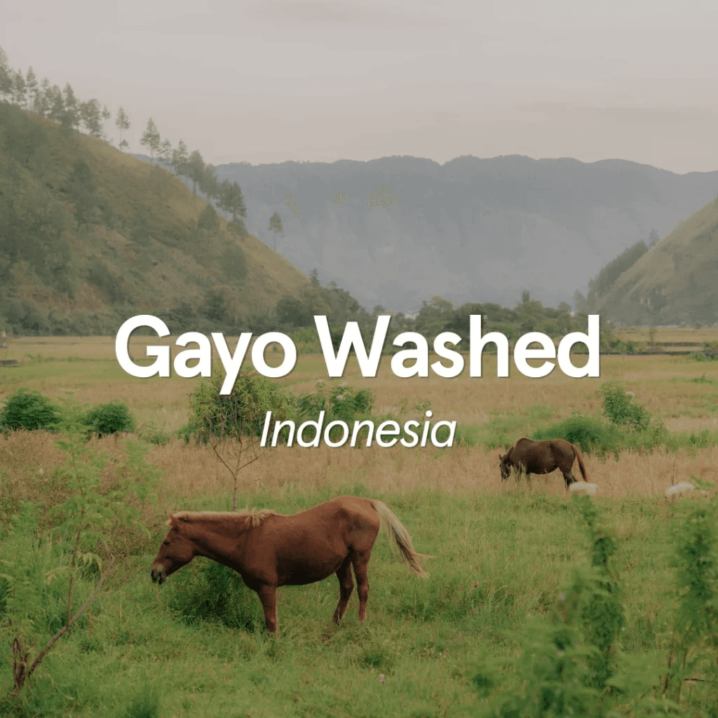 Image of Indonesia Sumatra Gayo Washed
