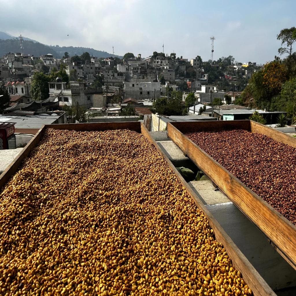 Image of Tinamit Honey