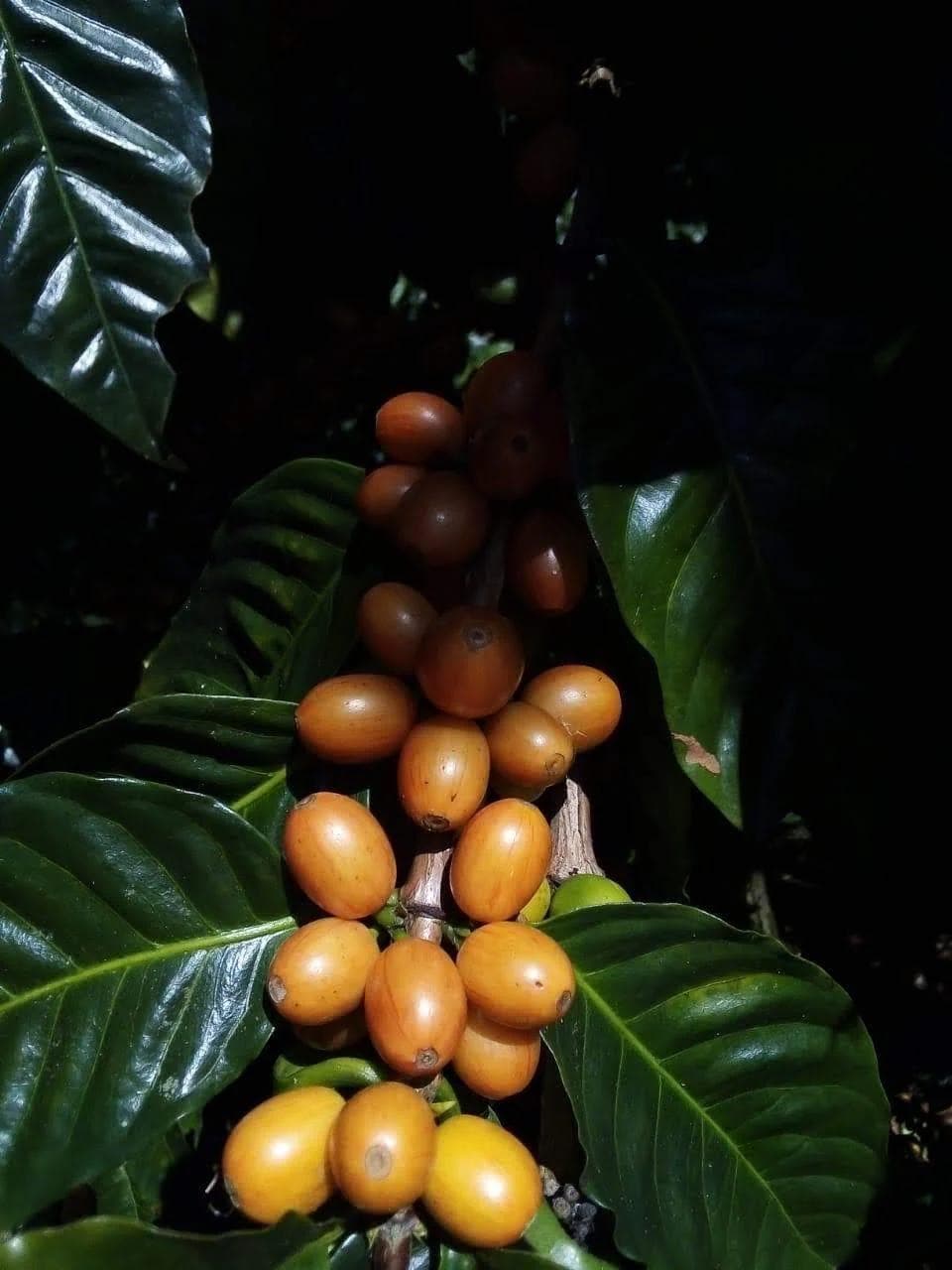 Image of Nicaragua Yellow Pacamara Rosé Washed
