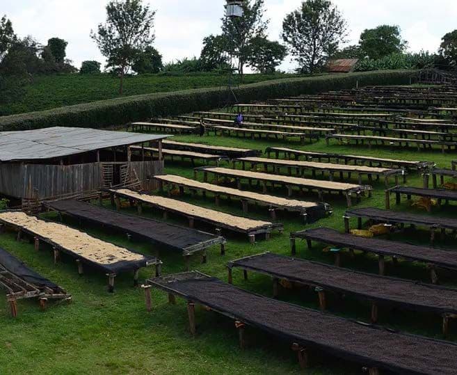 Image of Kenya Doondu