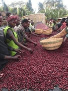 Image of  Ethiopia Wuri Station Zero Defect Natural