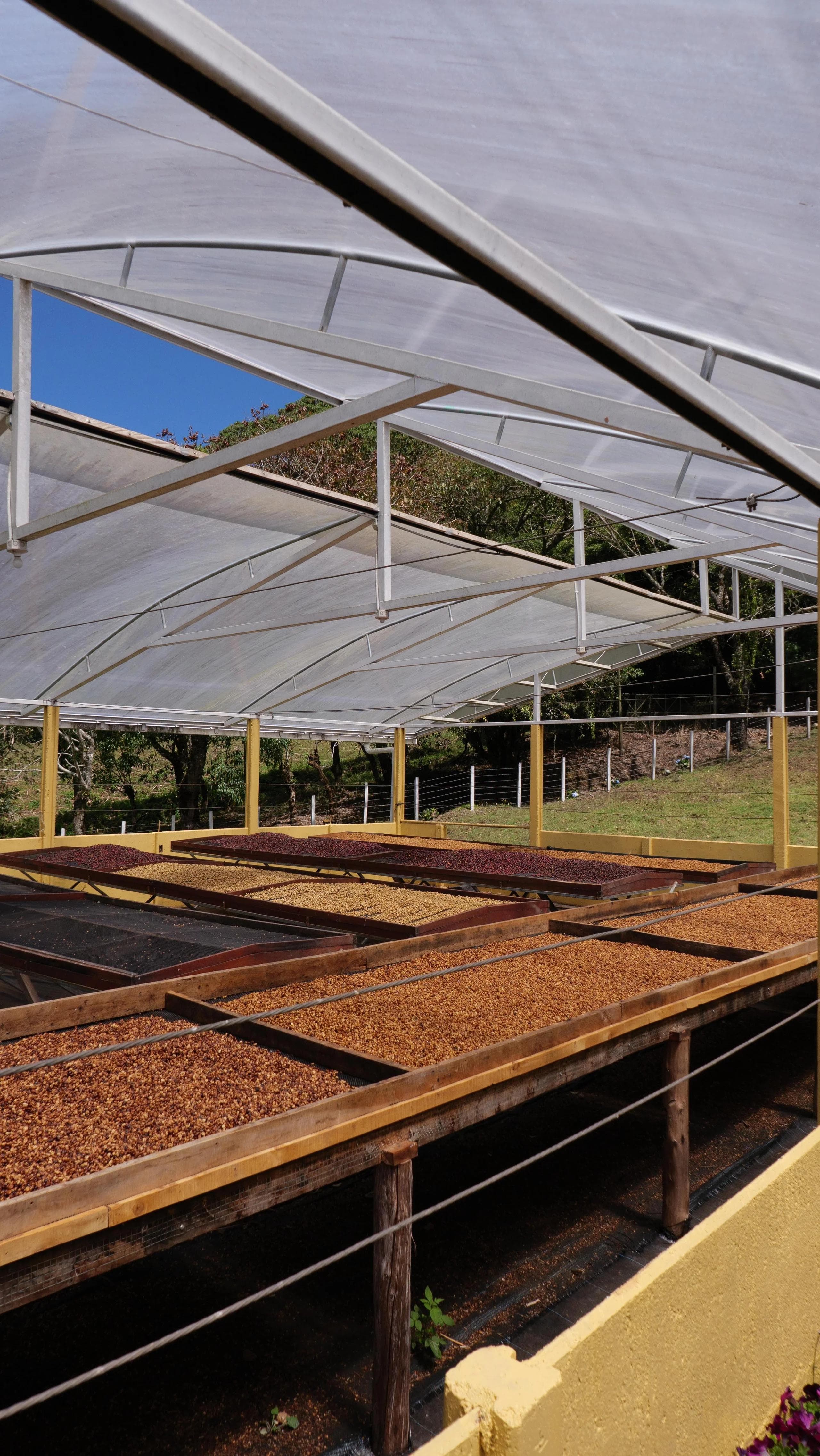 Image of Costa Rica Las Margaritas 26 Geisha Honey