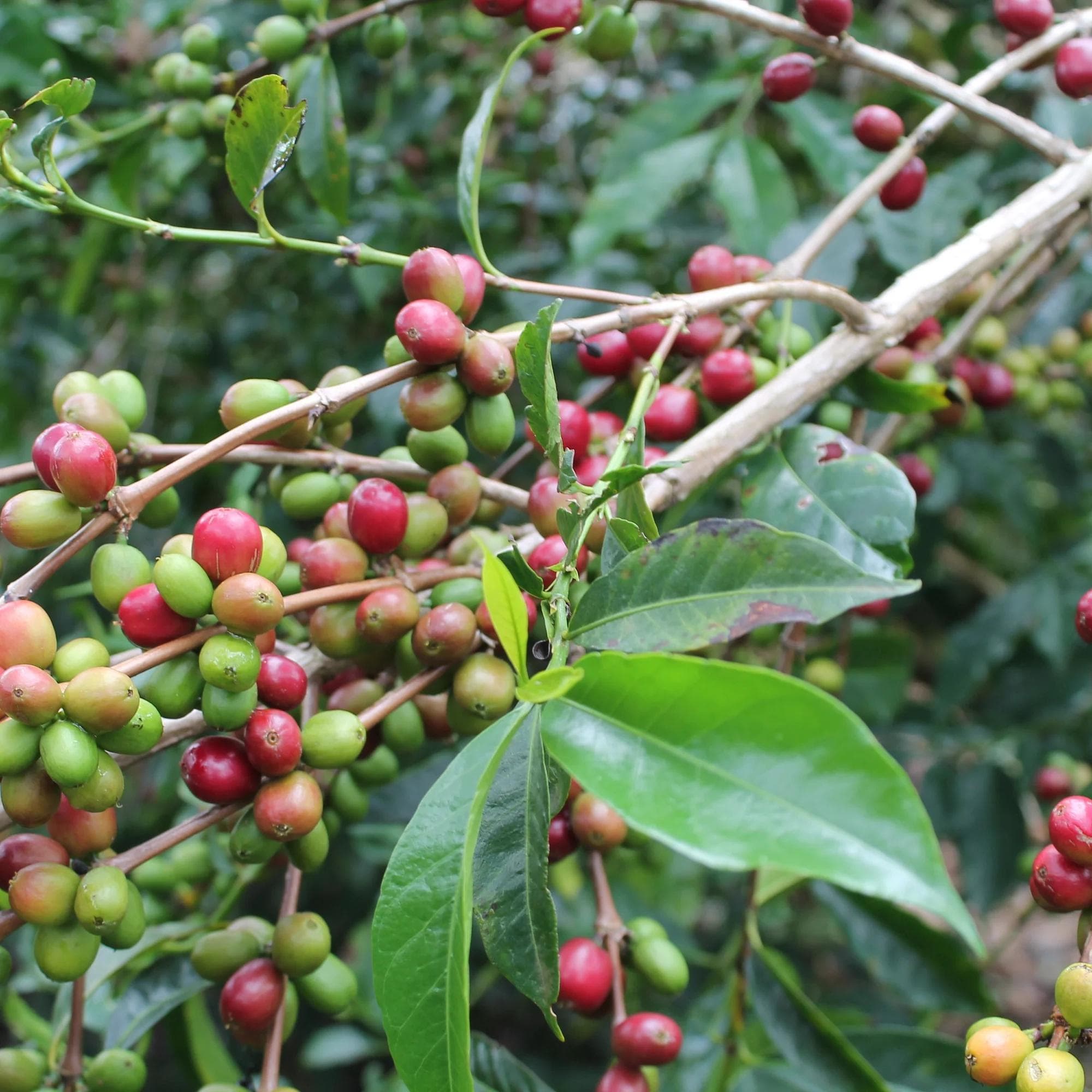 Image of Bona Zuria - Carbonic Maceration - Ethiopia - 2024