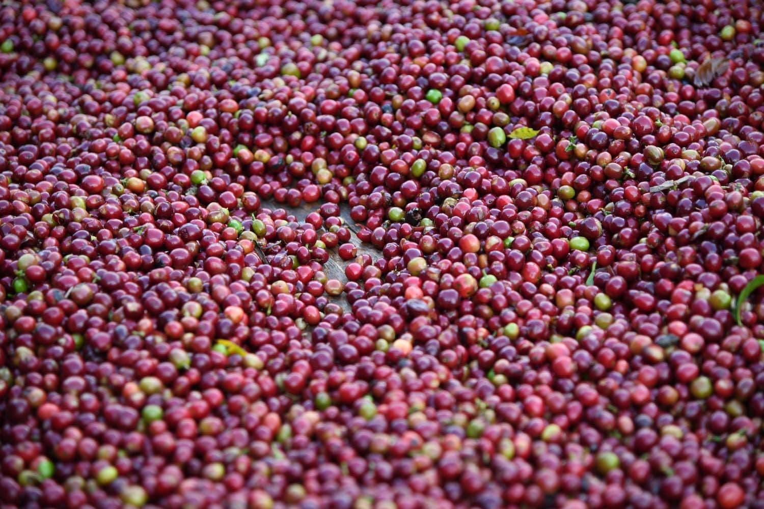 Image of Ethiopia Jabanto Producers Washed