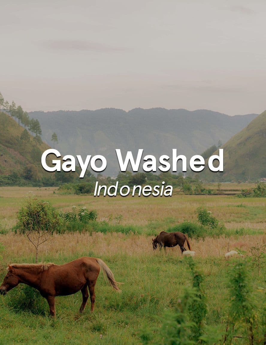 Image of Indonesia Sumatra Gayo Washed