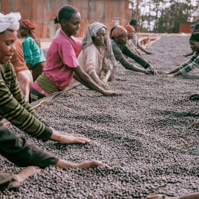 Image of Alaka Extended Fermentation Natural - Hambela Guji