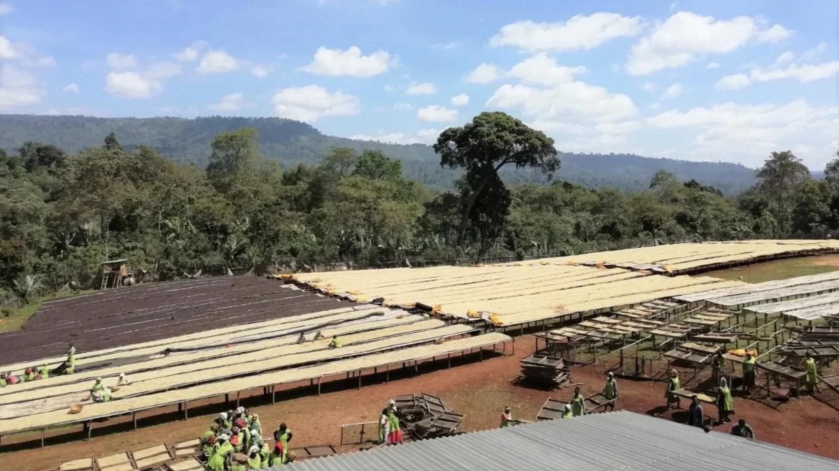 Image of Ethiopia Worka Sakaro Anaerobic Wine Process Natural