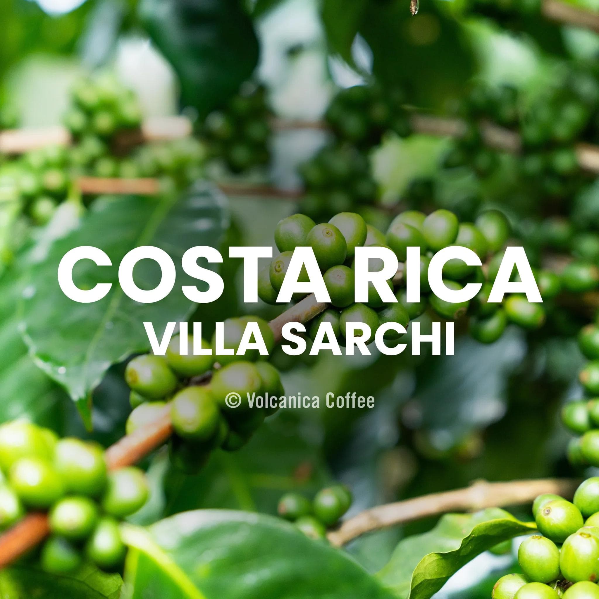 Image of Costa Rica Villa Sarchi Coffee