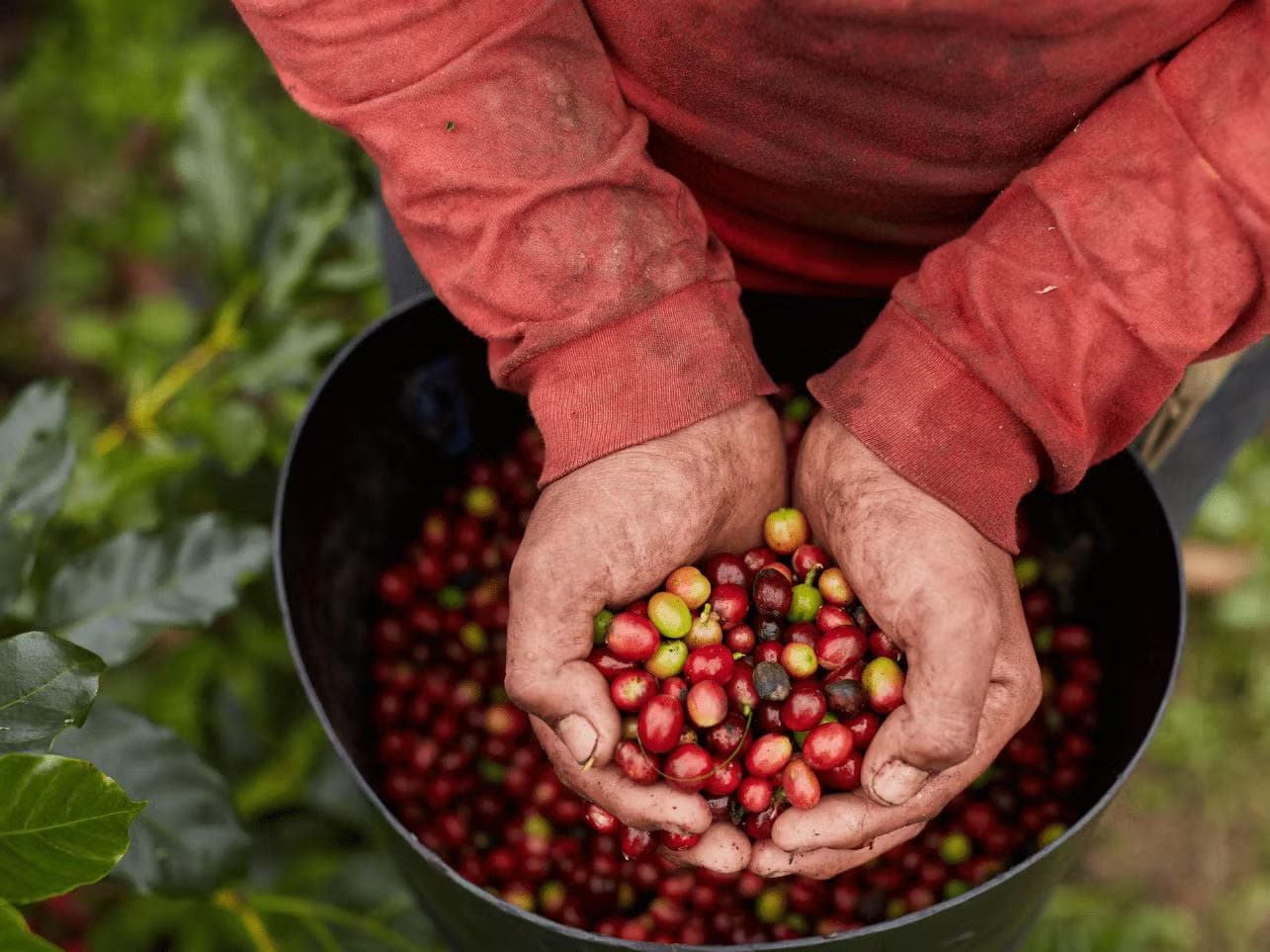 Image of Flor Azul Marcala - Honduras Single Origin Kaffe