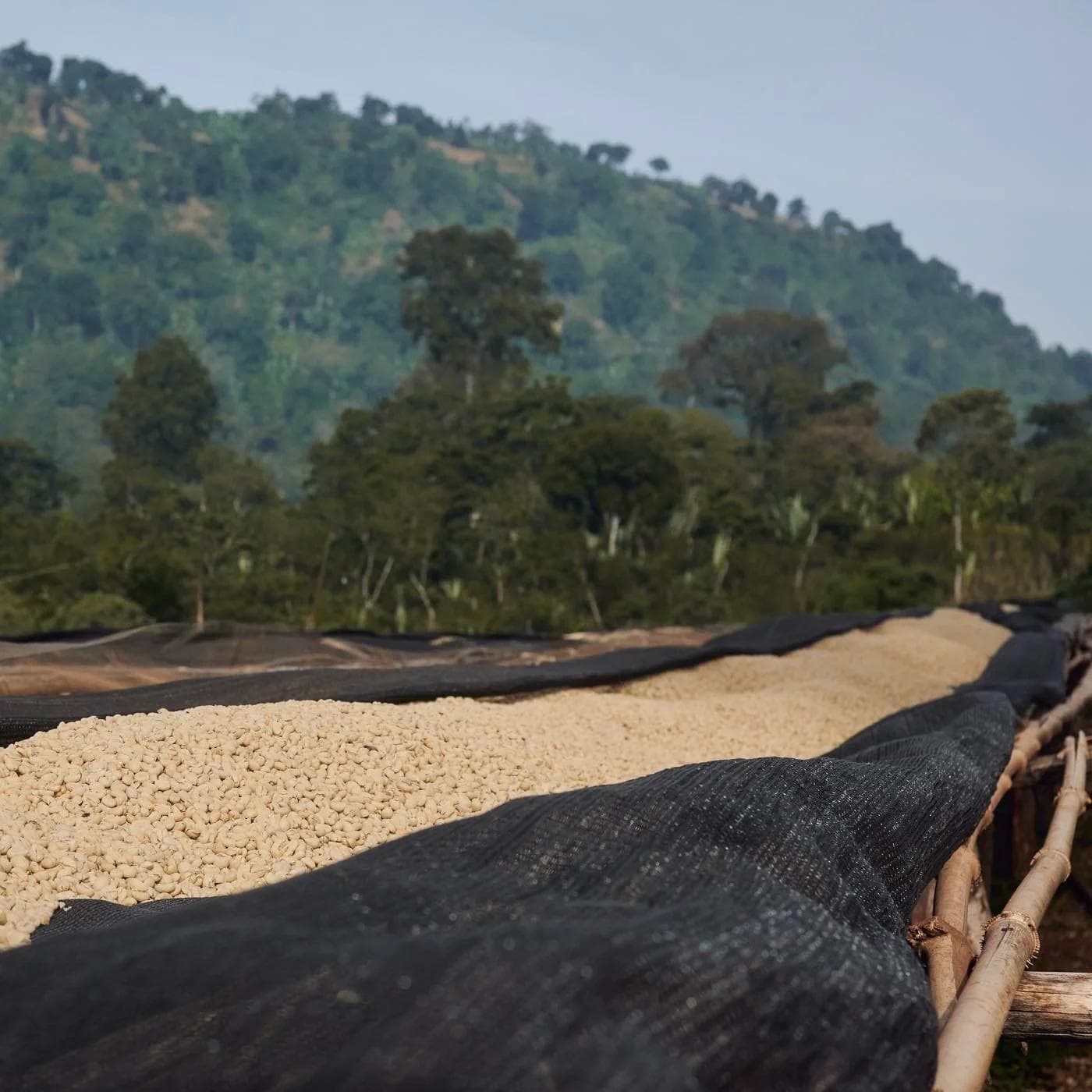 Image of Ethiopia Chelbesa Danche