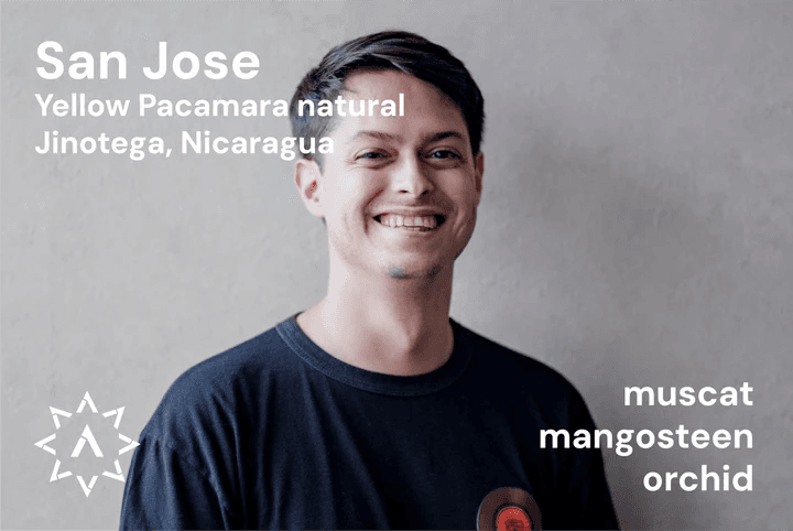 Image of San Jose Yellow Pacamara