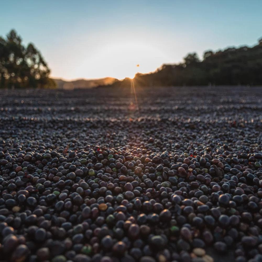 Image of Ethiopia - Duwencho G/H/D Buna Amrach - Natural (Underscreen Selection) 