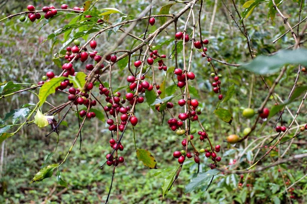 Image of Magnolia Vicente El Zapoteca