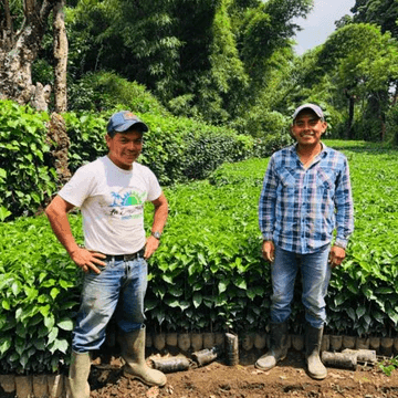 Image of Guatemala Buena Vista Geisha