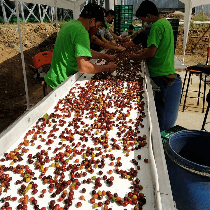 Image of El Embrujo Pink Bourbon Carbonic Maceration - Anserma