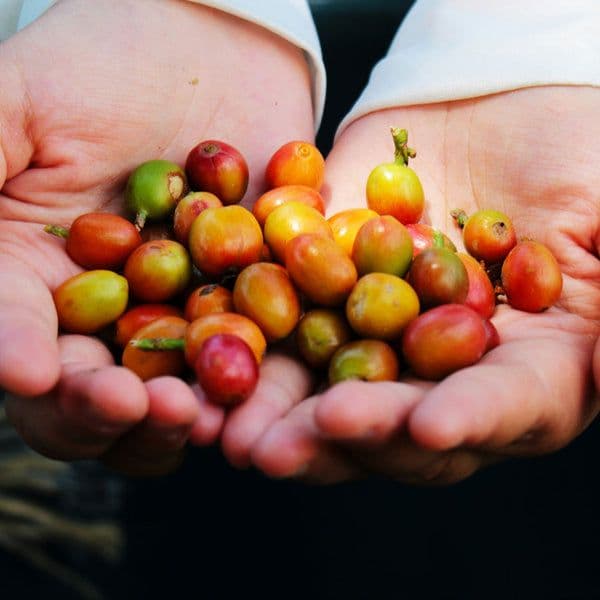 Image of Ethiopia Guji Kerche Wine Process