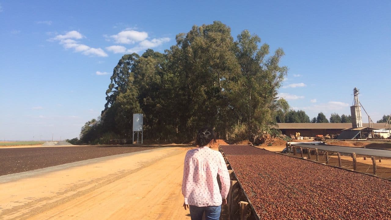 Image of Brazil Yuki Minami - Cold Brew