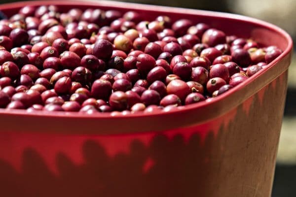 Image of Panama Pacamara