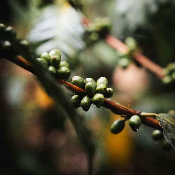 Image of Uganda Bukonzo Dream