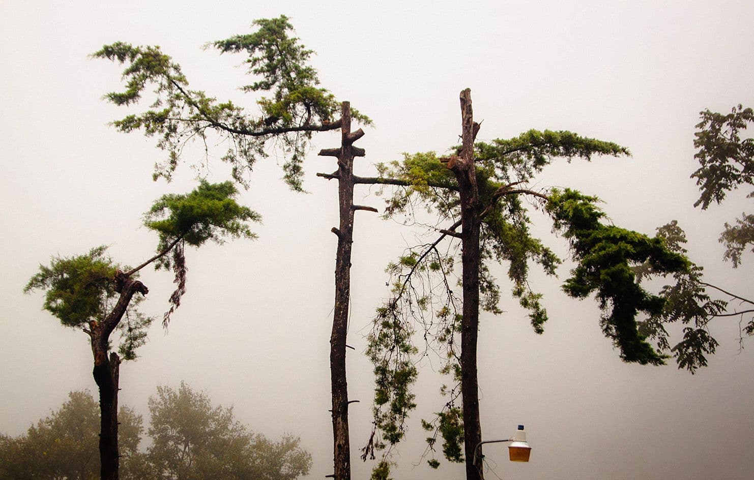 Image of Decaffeinated Finca La Bolsa