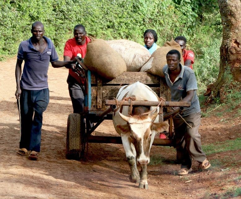 Image of Kenya Uteuzi Jimbo