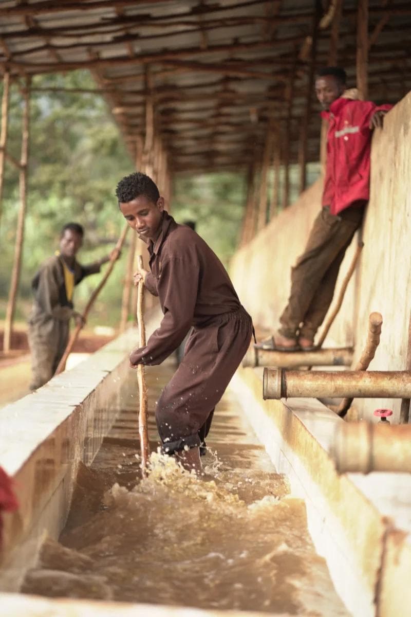 Image of Ethiopie Chelbesa