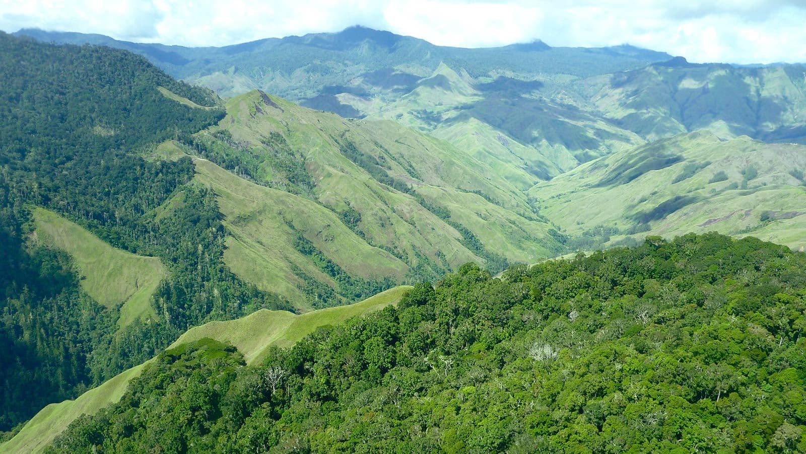 Image of Papua New Guinea Boana