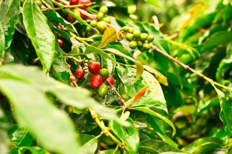 Image of Starter Pack