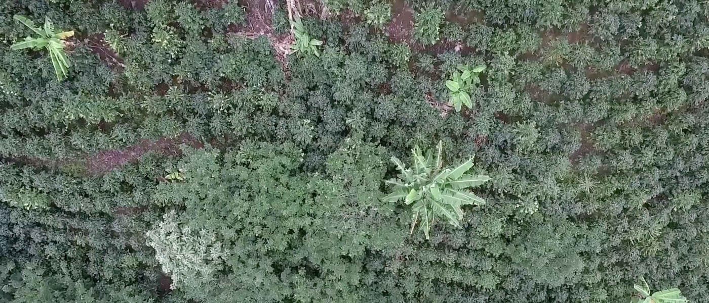 Image of Peru David Nuñes Finca Churupampa