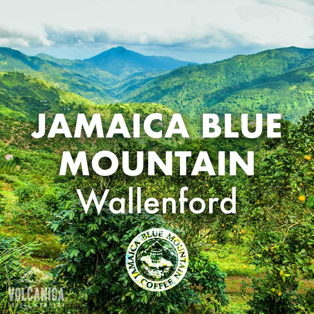 Image of Jamaican Blue Mountain Coffee Beans - Wallenford