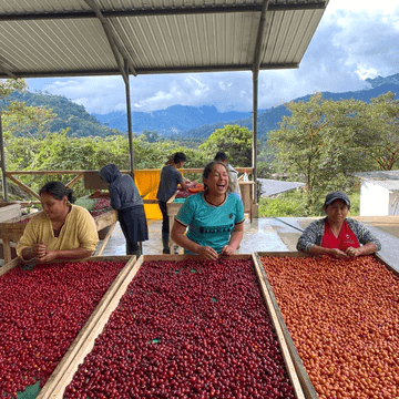 Image of Ecuador Amazalia Typica 