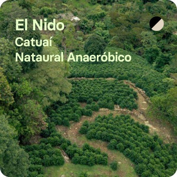 Image of El Nido Costa Rica