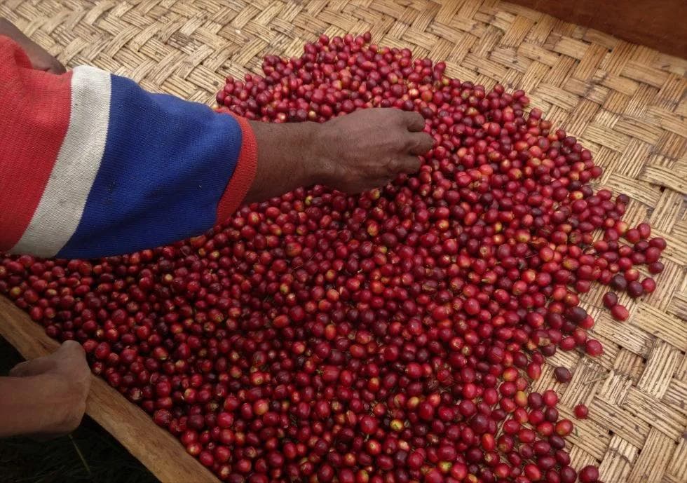 Image of Papua New Guinea Jiwaka Arufa Natural