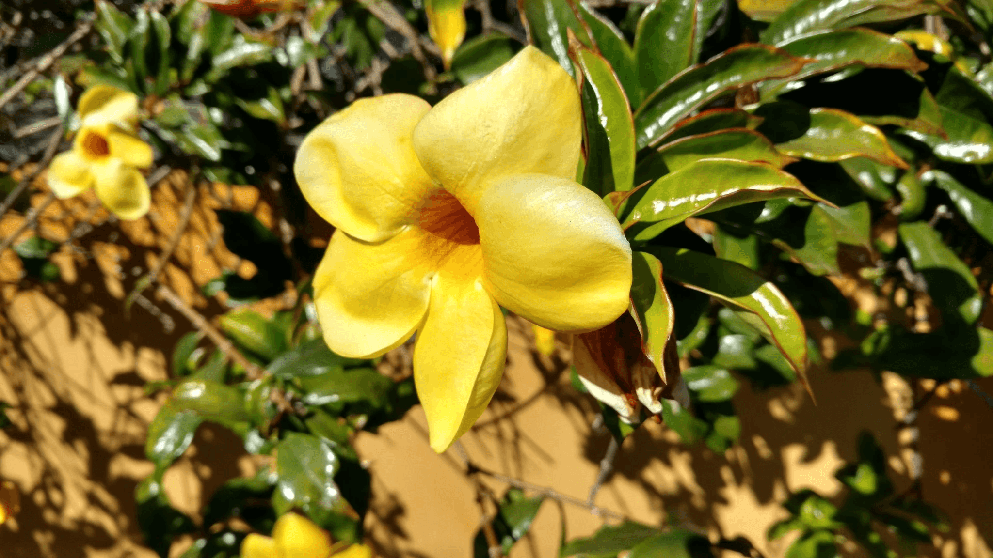 Image of Brazil Futures